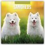 : Samoyeds - Samojede - Samojedenspitz 2025 - 16-Monatskalender, KAL