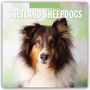 : Shetland Sheepdogs - Sheltie 2025 - 16-Monatskalender, KAL