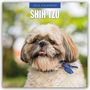 : Shih Tzu 2025 - 16-Monatskalender, KAL