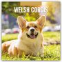 : Welsh Corgis - Welsh Corgi 2025 - 16-Monatskalender, KAL