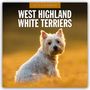 : West Highland White Terriers - West Highland White Terrier - Westie 2025 - 16-Monatskalender, KAL