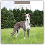 : Whippets - Whippet - Britischer Windhund 2025 - 16-Monatskalender, KAL