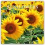 Robin Red: Sunflowers - Sonnenblumen 2025 - 16-Monatskalender, KAL
