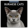 Robin Red: Burmese Cats - Burma-Katzen - Burmese 2026 - 16-Monatskalender, KAL