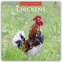 Robin Red: Chickens - Hühner 2026 - 16-Monatskalender, KAL