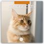 Robin Red: Ginger Cats - Rote Katzen - Gingerkatzen 2026 - 16-Monatskalender, KAL