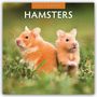 Robin Red: Hamsters - Hamster 2026 - 16-Monatskalender, KAL