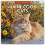 Robin Red: Maine Coon Cats - Maine Coon Katzen 2026 - 16-Monatskalender, KAL