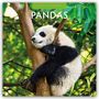 Robin Red: Pandas - Pandabären 2026 - 16-Monatskalender, KAL
