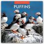 Robin Red: Puffins - Papageitaucher 2026 - 16-Monatskalender, KAL