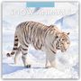 Robin Red: Snow Animals - Arktische Tiere 2026 - 16-Monatskalender, KAL