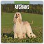 Robin Red: Afghans - Afghanischer Windhund 2026 - 16-Monatskalender, KAL