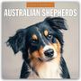 Robin Red: Australian Shepherds - Australian Shepherd 2026 - 16-Monatskalender, KAL