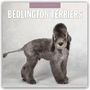 Robin Red: Bedlington Terrier - Bedlington Terriers 2026 - 16-Monatskalender, KAL