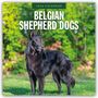 Robin Red: Belgian Shepherd - Belgischer Schäferhund 2026 - 16-Monatskalender, KAL