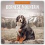 Robin Red: Bernese Mountain Dog - Berner Sennenhund 2026 - 16-Monatskalender, KAL
