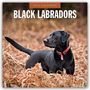 Robin Red: Black Labrador Retrievers - Schwarze Labrador Retriever 2026 - 16-Monatskalender, KAL