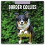 Robin Red: Border Collies - Border Collie 2026 - 16-Monatskalender, KAL