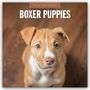 Robin Red: Boxer Puppies - Deutsche Boxer Welpen 2026 - 16-Monatskalender, KAL
