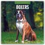 Robin Red: Boxers - Deutscher Boxer 2026 - 16-Monatskalender, KAL