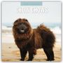 Robin Red: Chow Chows - Chow Chow 2026 - 16-Monatskalender, KAL