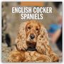 Robin Red: English Cocker Spaniels - Englisch Cocker Spaniel 2026 - 16-Monatskalender, KAL