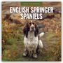 Robin Red: English Springer Spaniels - Englisch Springer Spaniels 2026 - 16-Monatskalender, KAL