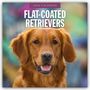 Robin Red: Flat-Coated Retrievers - Flat Coated Retriever 2026 - 16-Monatskalender, KAL