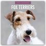 Robin Red: Fox Terriers - Foxterrier 2026 - 16-Monatskalender, KAL