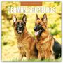 Robin Red: German Shepherds - Deutscher Schäferhund 2026 - 16-Monatskalender, KAL