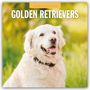 Robin Red: Golden Retrievers - Golden Retriever 2026 - 16-Monatskalender, KAL