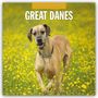Robin Red: Great Danes - Deutsche Dogge 2026 - 16-Monatskalender, KAL