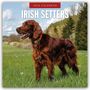 Robin Red: Irish Setters - Irischer Setter 2026 - 16-Monatskalender, KAL