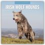 Robin Red: Irish Wolfhounds - Irischer Wolfshund 2026 - 16-Monatskalender, KAL