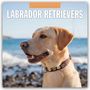 Robin Red: Labrador Retrievers - Labrador Retriever 2026 - 16-Monatskalender, KAL