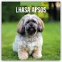 Robin Red: Lhasa Apsos - Lhasa Apso 2026 - 16-Monatskalender, KAL