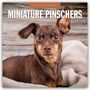 Robin Red: Miniature Pinschers - Zwergpinscher - Rehpinscher 2026 - 16-Monatskalender, KAL