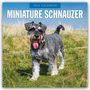 Robin Red: Miniature Schnauzer - Zwergschnauzer 2026 - 16-Monatskalender, KAL