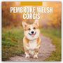 Robin Red: Pembroke Welsh Corgis - Pembroke Welsh Corgi 2026 - 16-Monatskalender, KAL