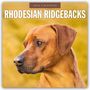 Robin Red: Rhodesian Ridgebacks - Rhodesian Ridgeback 2026 - 16-Monatskalender, KAL