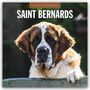 Robin Red: Saint Bernards - Bernhardiner 2026 - 16-Monatskalender, KAL