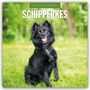 Robin Red: Schipperkes - Schipperke - Kleiner Schäferhund 2026 - 16-Monatskalender, KAL