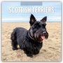 Robin Red: Scottish Terrier - Scotchterrier 2026 - 16-Monatskalender, KAL