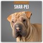 Robin Red: Shar-Pei - Chinesischer Faltenhund 2026 - 16-Monatskalender, KAL