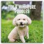Robin Red: Toy and Miniature Poodles - Zwergpudel 2026 - 16-Monatskalender, KAL