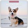 Robin Red: Welsh Corgis - Welsh Corgi 2026 - 16-Monatskalender, KAL