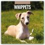 Robin Red: Whippets - Whippet 2026 - 16-Monatskalender, KAL
