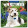 Robin Red: Wire Fox Terriers - Drahthaar Foxterrier 2026 - 16-Monatskalender, KAL