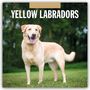 Robin Red: Yellow Labrador Retrievers - Gelber Labrador Retriever 2026 - 16-Monatskalender, KAL