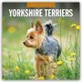 Robin Red: Yorkshire Terriers - Yorkshire Terrier 2026 - 16-Monatskalender, KAL